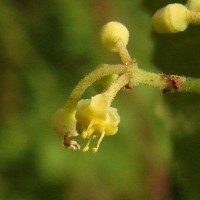 Cissus vitiginea L.